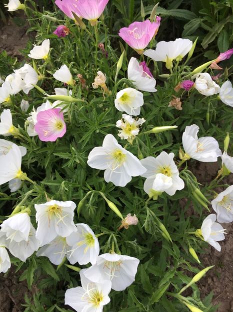 25359B44-3529-4398-AA5D-E1C891630958 - Clopotei