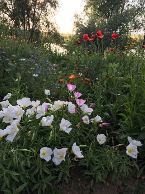 120E8A17-2712-411B-8140-06D99C958491 - Clopotei