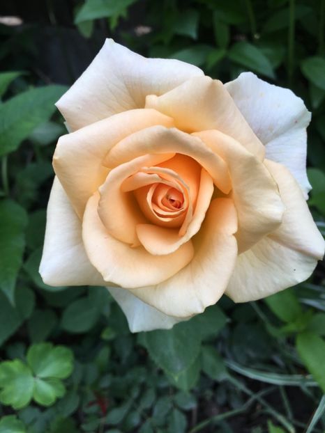 Versilia - Trandafiri 2018