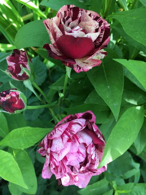 Rosa mystica - Trandafiri 2018