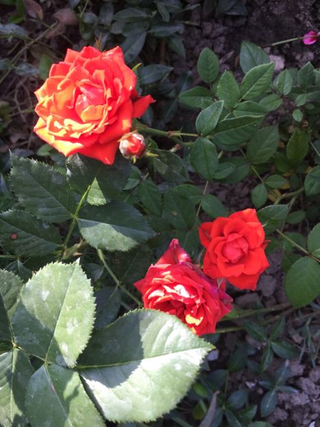 06B67CEE-4819-4B67-956F-41B9B6F9DA8B - Trandafiri mini