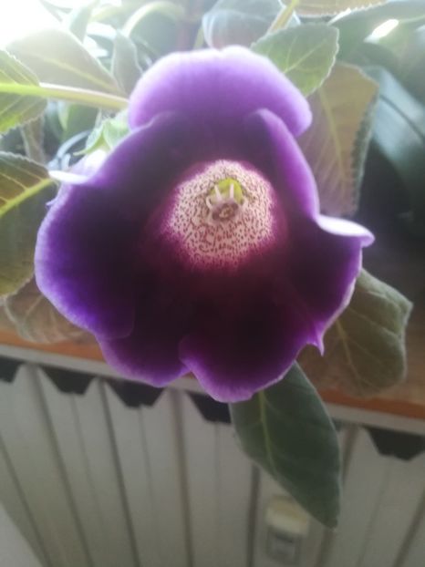  - gloxinii si minisiningii 2018