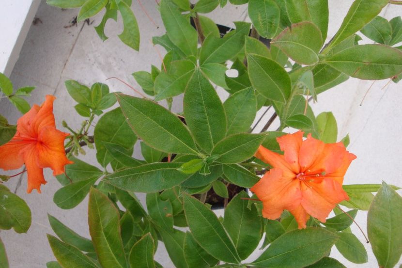  - Rhododendron Gibraltar