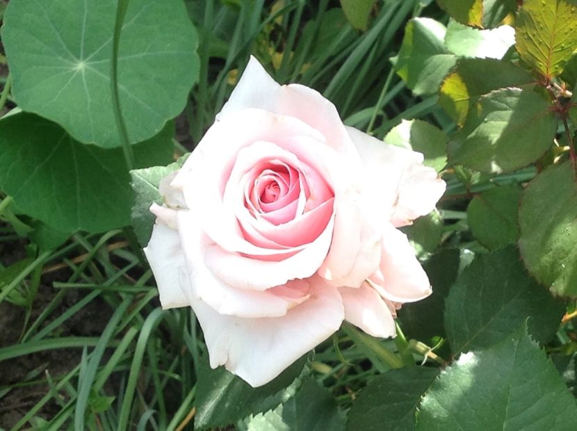  - Rozita Vendela antique Pink