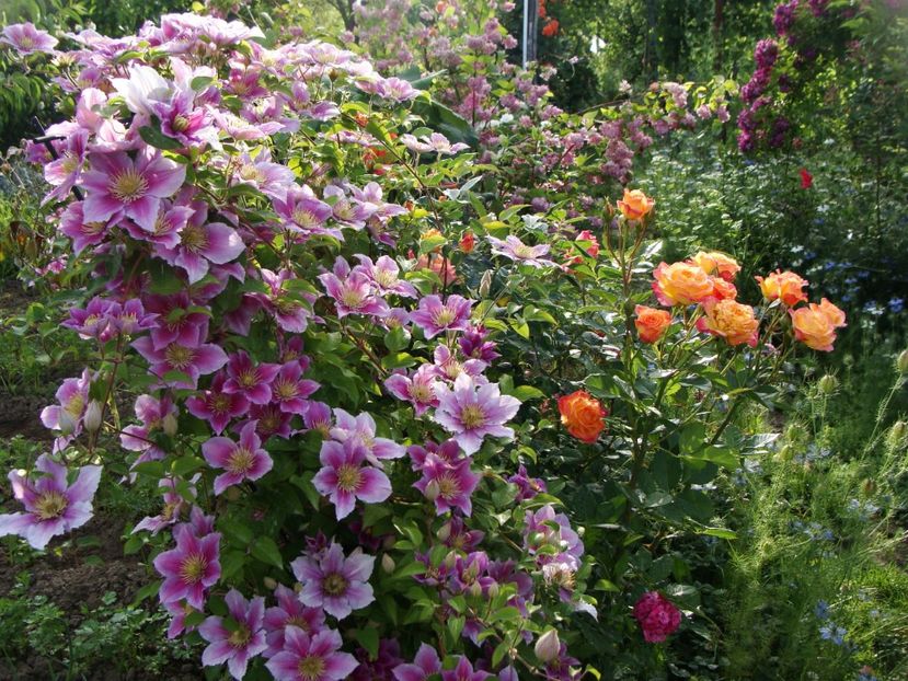 Clematis Pillu si trandafirul Gartenspass - Mai 2018 - 4