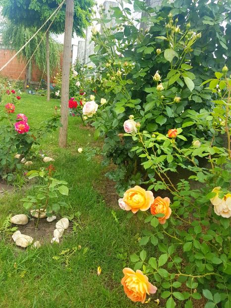  - Gradina mai 2018