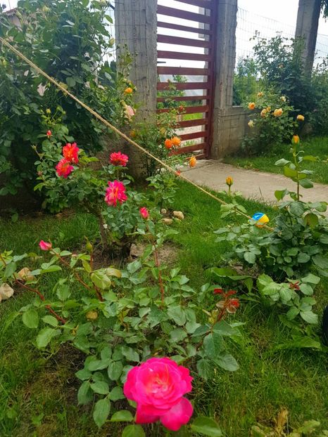  - Gradina mai 2018