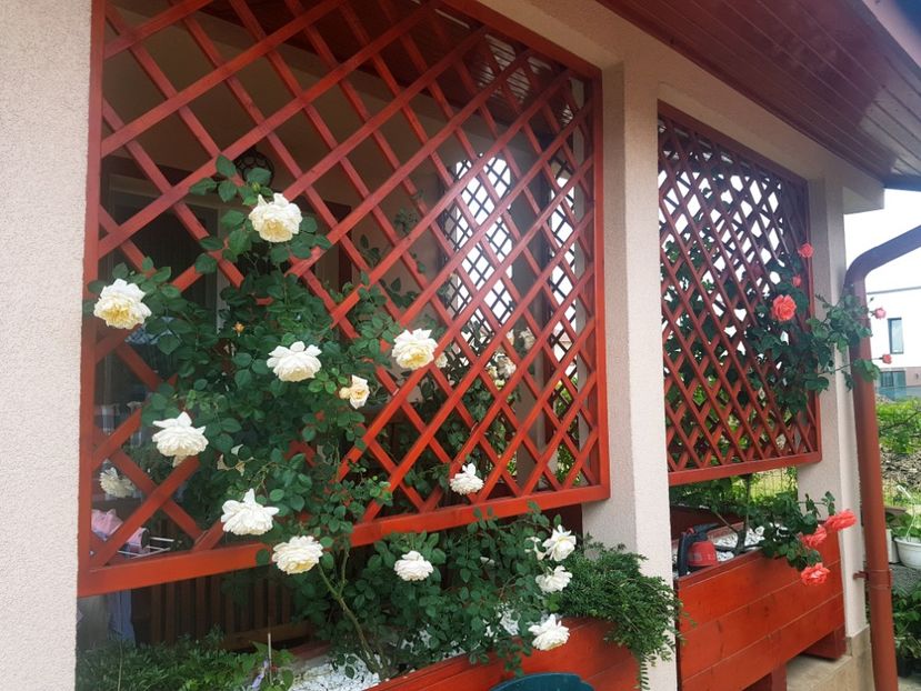  - Gradina mai 2018