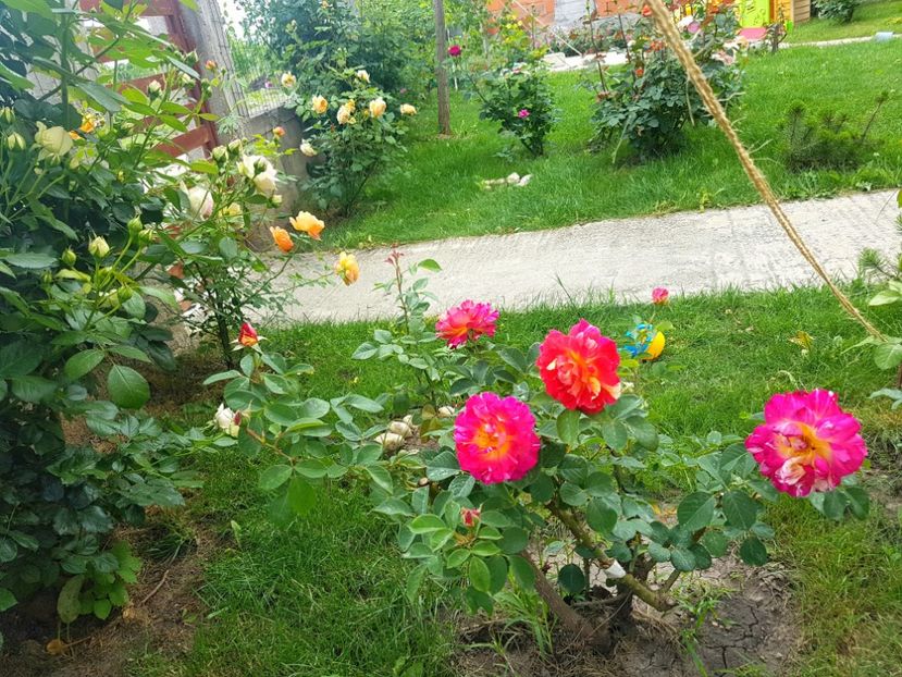  - Gradina mai 2018