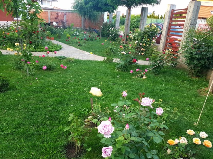  - Gradina mai 2018