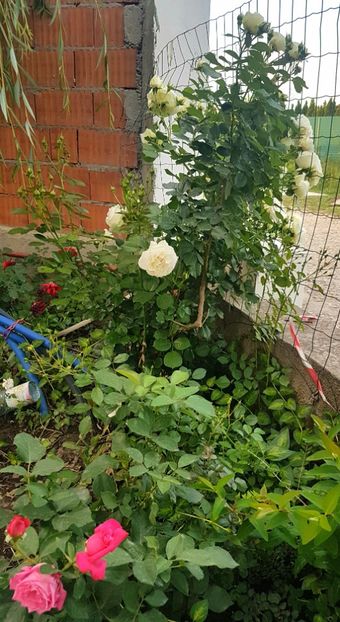  - Gradina mai 2018