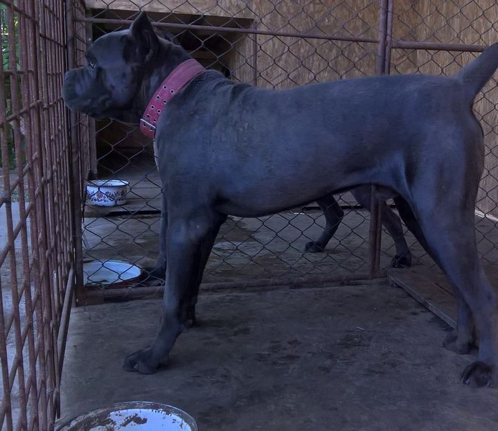 tano.10.luni - cane corso