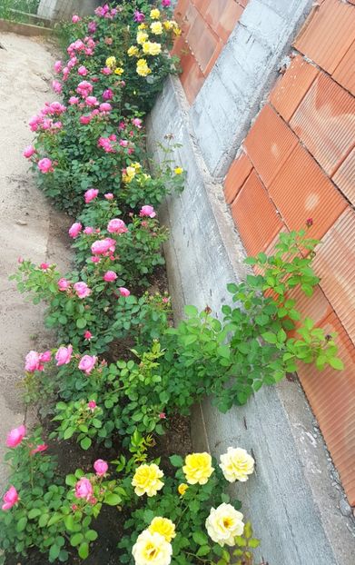  - Gradina mai 2018