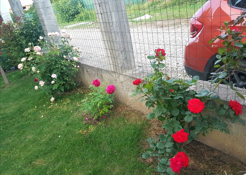  - Gradina mai 2018