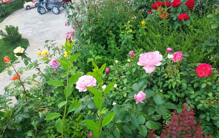  - Gradina mai 2018