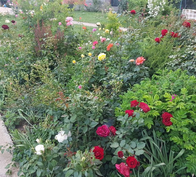  - Gradina mai 2018