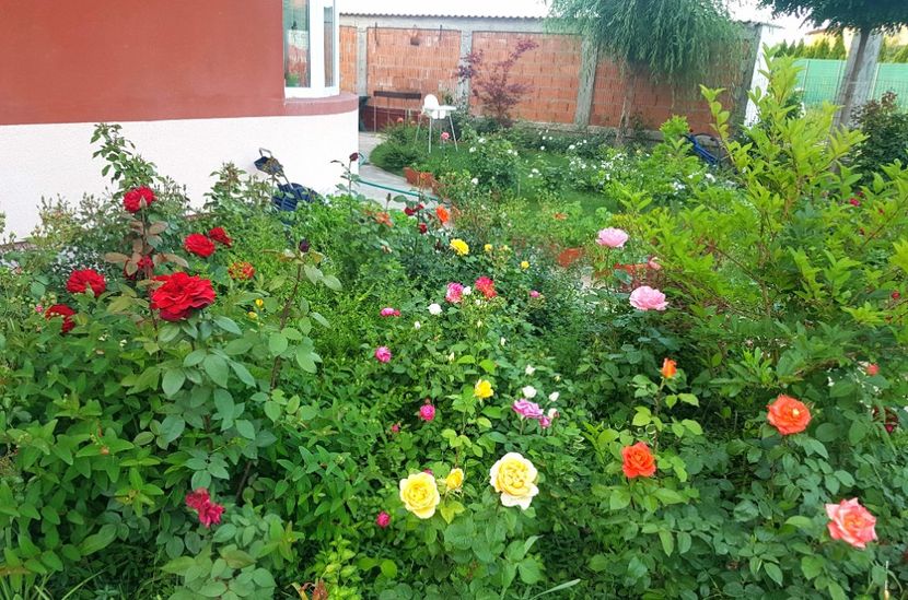  - Gradina mai 2018
