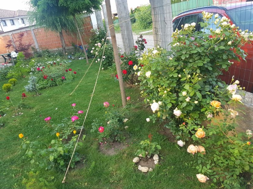  - Gradina mai 2018