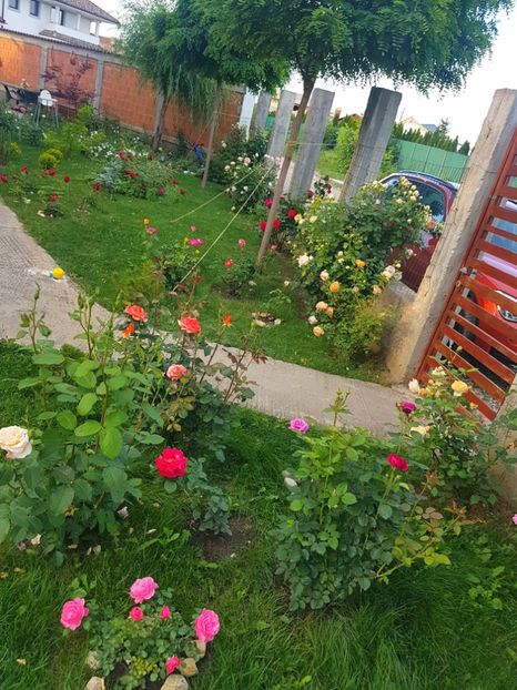  - Gradina mai 2018