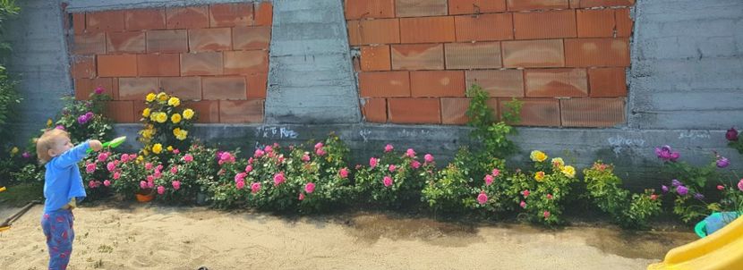  - AA - In  gradina mea