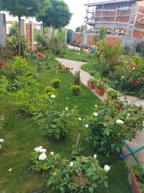  - AA - In  gradina mea