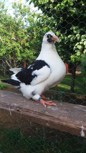  - AMERICANI DETINUTI