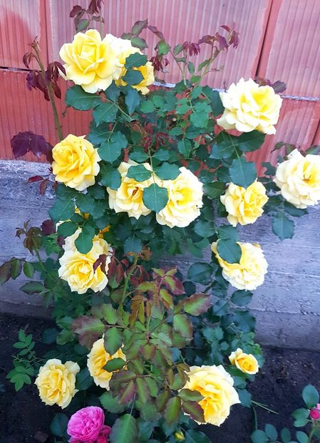  - Rimosa urcator