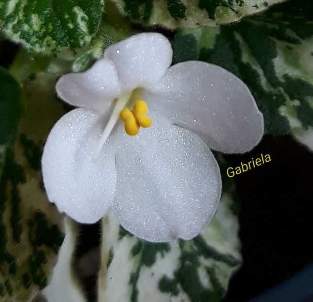  - Alan-s Fallen Angel