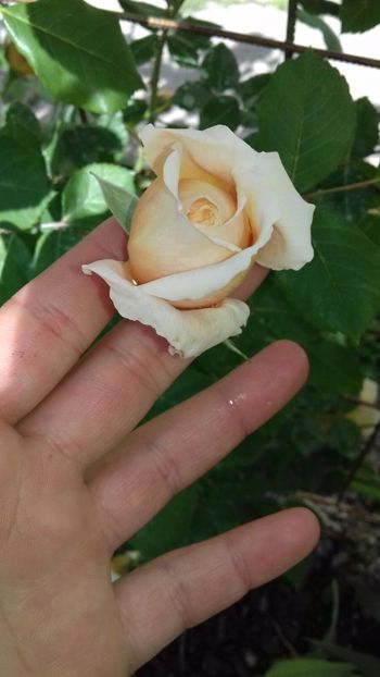 IMG-20180524-WA0032 - Crown Princess Margaret