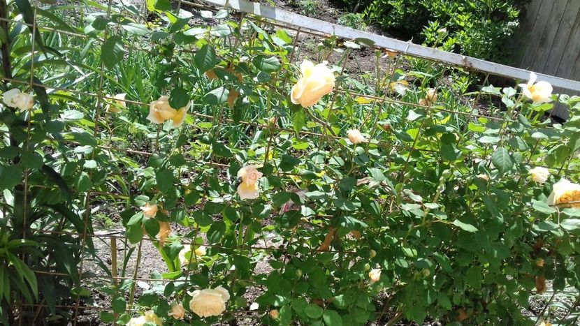 IMG-20180524-WA0031 - Crown Princess Margaret