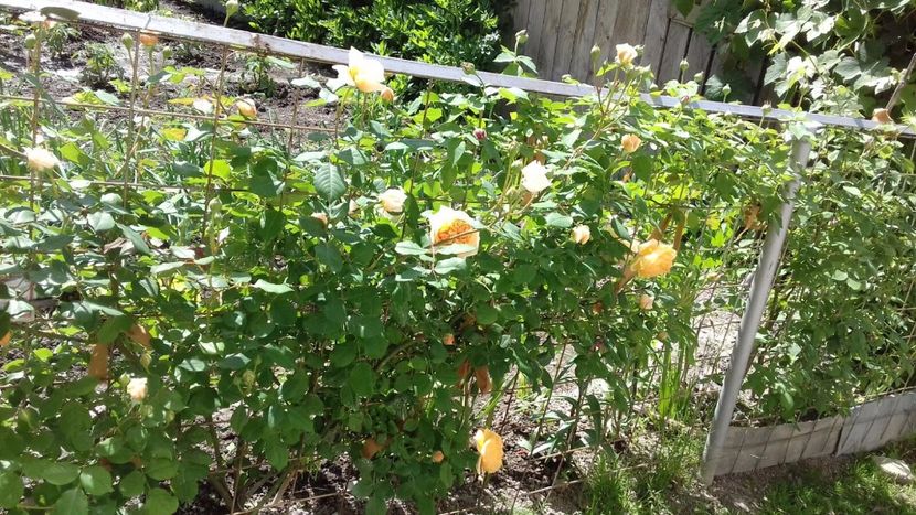 IMG-20180524-WA0017 - Crown Princess Margaret