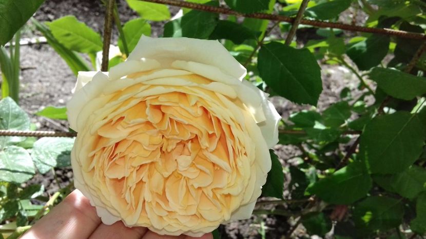 IMG-20180524-WA0016 - Crown Princess Margaret