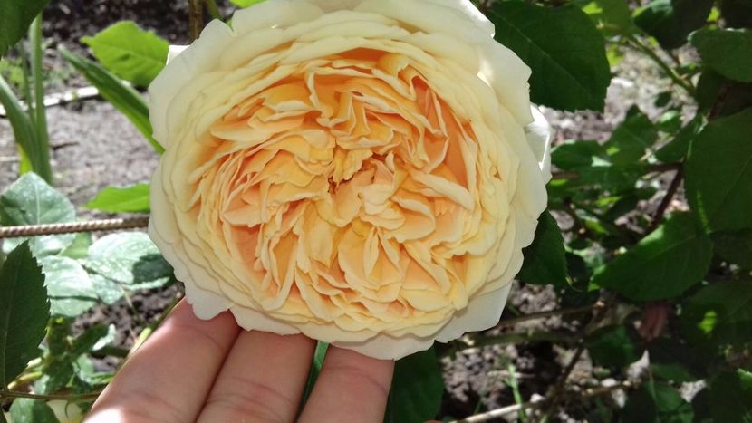 IMG-20180524-WA0015 - Crown Princess Margaret