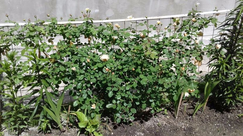 IMG-20180524-WA0013 - Crown Princess Margaret