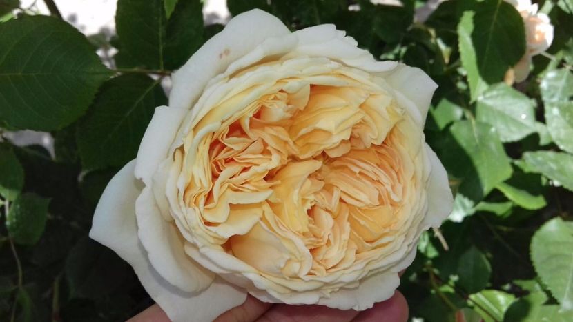 IMG-20180524-WA0012 - Crown Princess Margaret