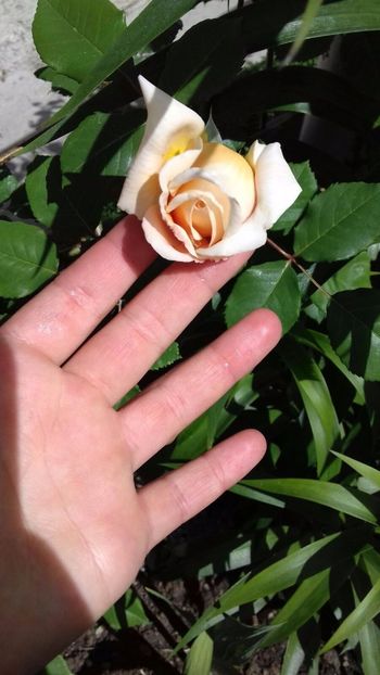 IMG-20180524-WA0011 - Crown Princess Margaret