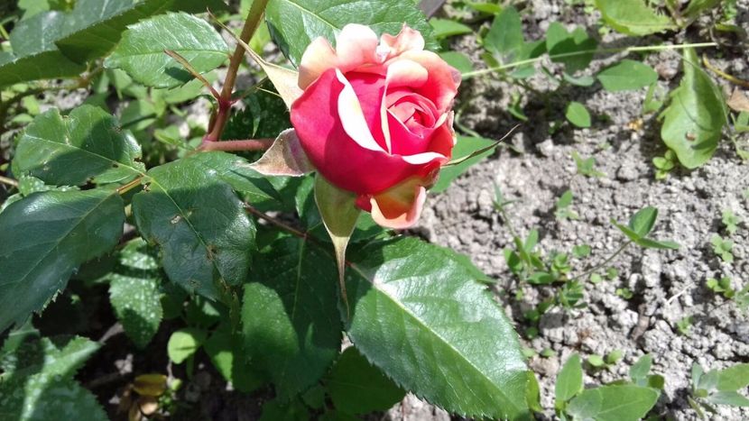 IMG-20180524-WA0037 - Chippendale