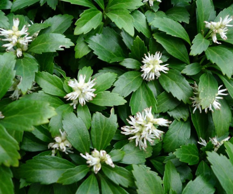  - pachysandra terminalis
