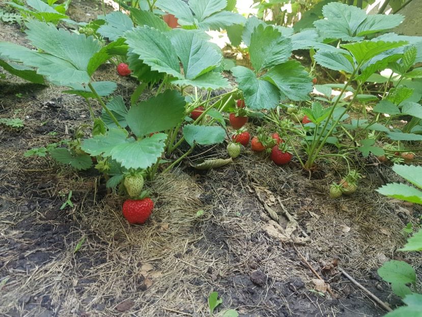  - Gradinuta cu de toate