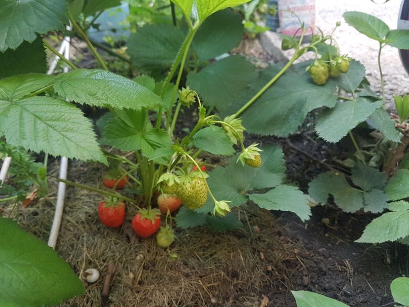  - Gradinuta cu de toate