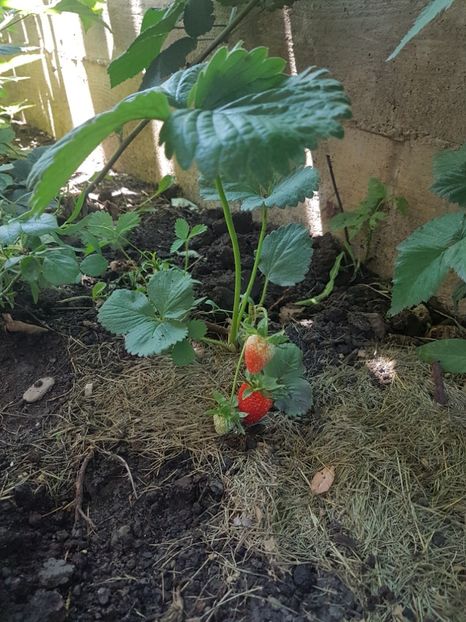  - Gradinuta cu de toate