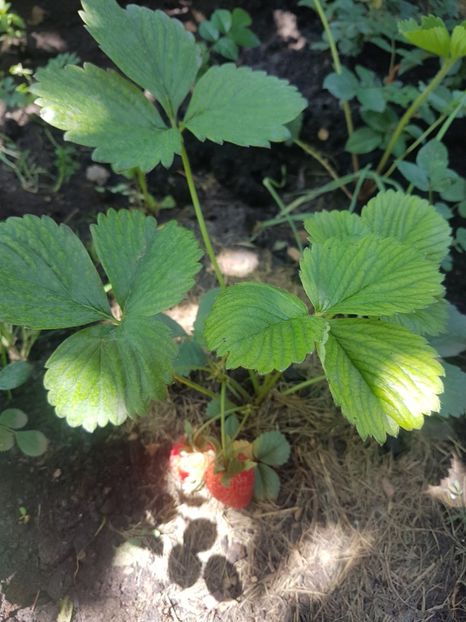  - Gradinuta cu de toate