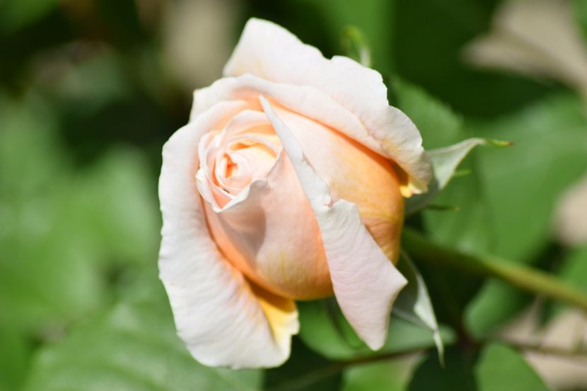  - Crown Princess Margaret