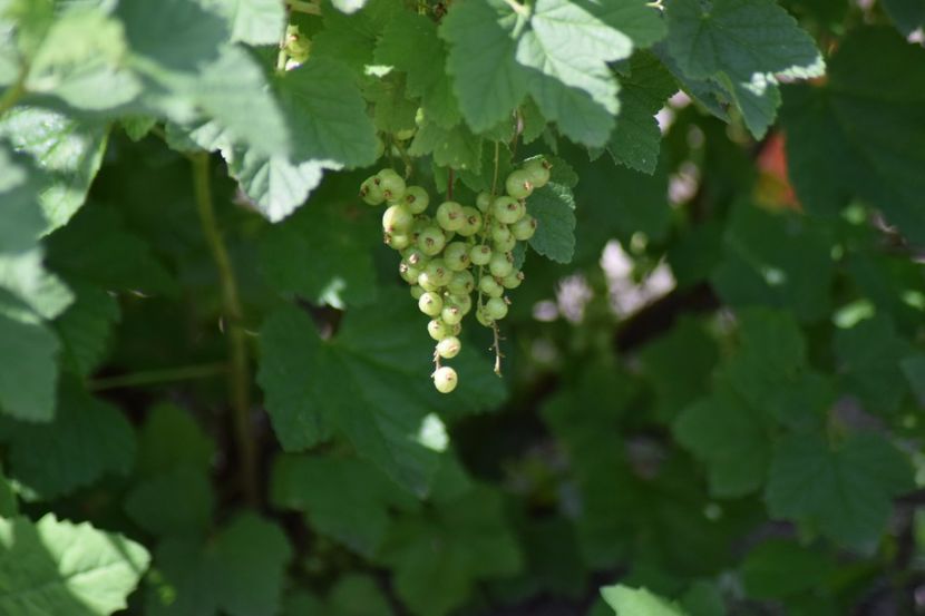  - COLȚUL meu de GRĂDINĂ