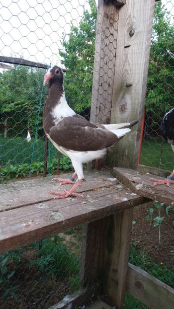 F 2018 RO - PASARI DETINUTE