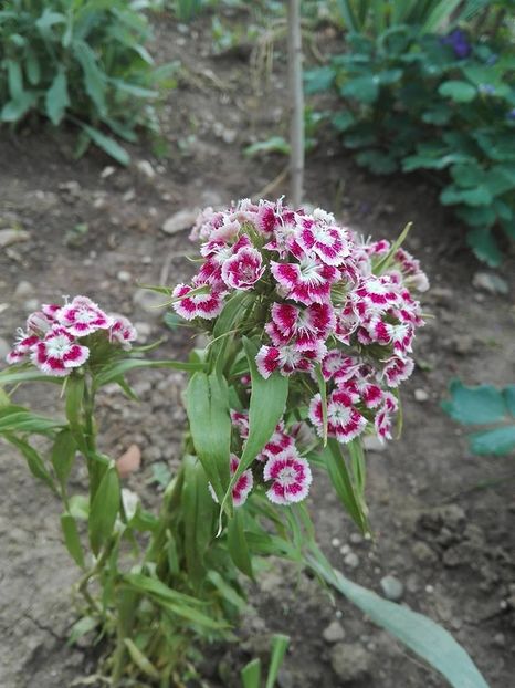 32949524_975135339340050_4640635296298303488_n (1) - garofite