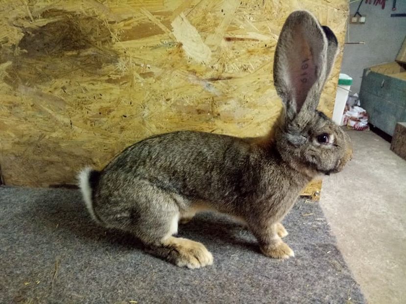  - Femela 3 Urias Gri German