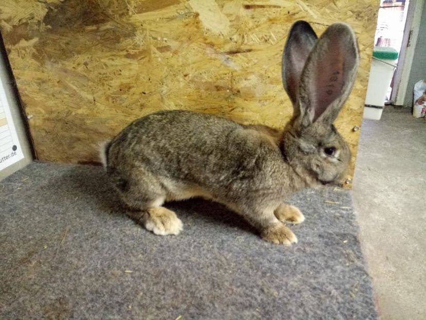  - Femela 3 Urias Gri German