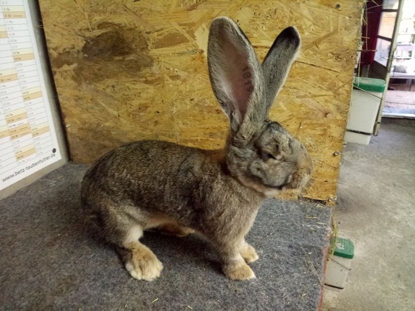  - Femela 3 Urias Gri German