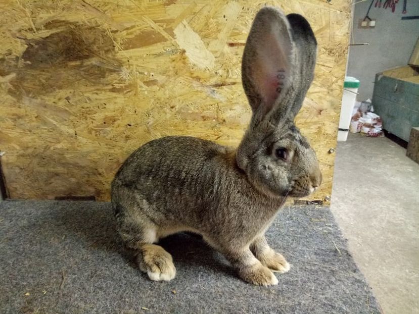  - Femela 4 Urias Gri German